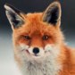 FoxyFox